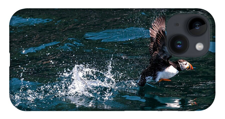 Atlantic Puffin iPhone 14 Case featuring the photograph Atlantic Puffin Taking Off by Perla Copernik