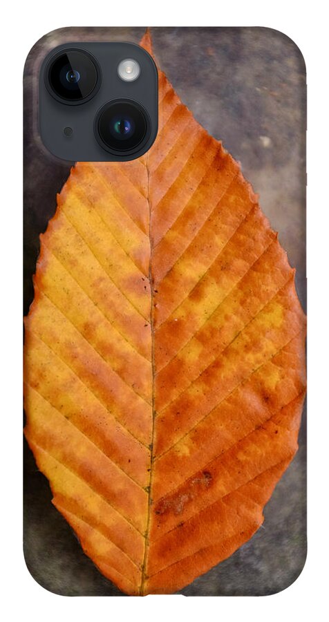 Autumn iPhone 14 Case featuring the photograph Autumn Beech Leaf on Stone Three by Chris Bordeleau