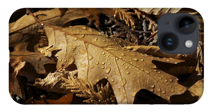 Autumn iPhone 14 Case featuring the photograph Autumn Leaf At Dawn by Owen Weber