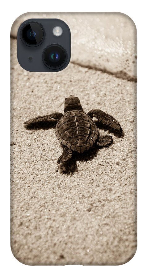 Baby Loggerhead iPhone Case featuring the photograph Baby Sea Turtle by Sebastian Musial