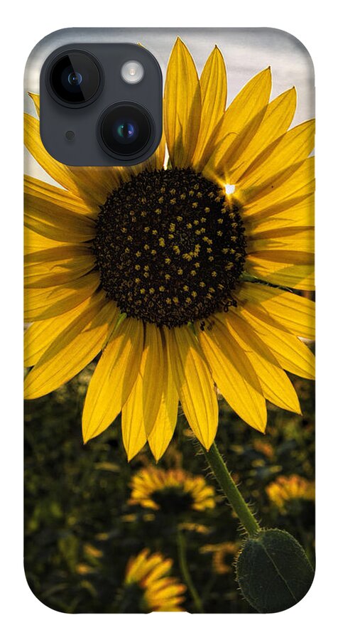 Kansas iPhone 14 Case featuring the photograph Backlit Sunflower by Rob Graham