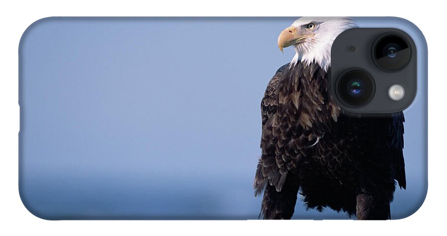 00343884 iPhone 14 Case featuring the photograph Bald Eagle At Low Tide by Yva Momatiuk John Eastcott