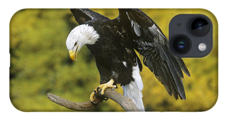 North America Wildlife iPhone 14 Case featuring the photograph Bald Eagle in Perch Wildlife Rescue by Dave Welling
