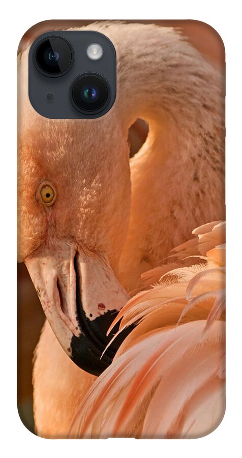 American Flamingo iPhone Case featuring the photograph Basking in the Light by Theo OConnor