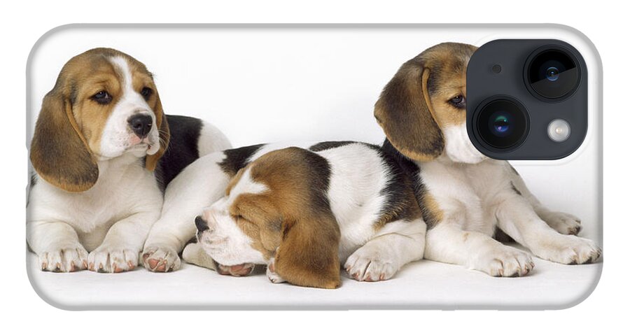 Beagle iPhone 14 Case featuring the photograph Beagle Puppies, Row Of Three, Second by John Daniels