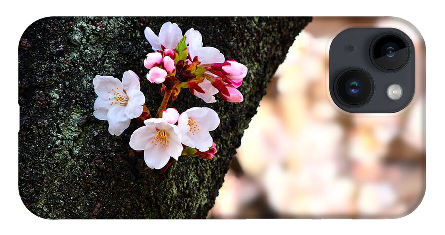 Cherry Blossom iPhone Case featuring the photograph Beautiful Cherry Blossoms Blooming from Tree Trunk by Beverly Claire Kaiya