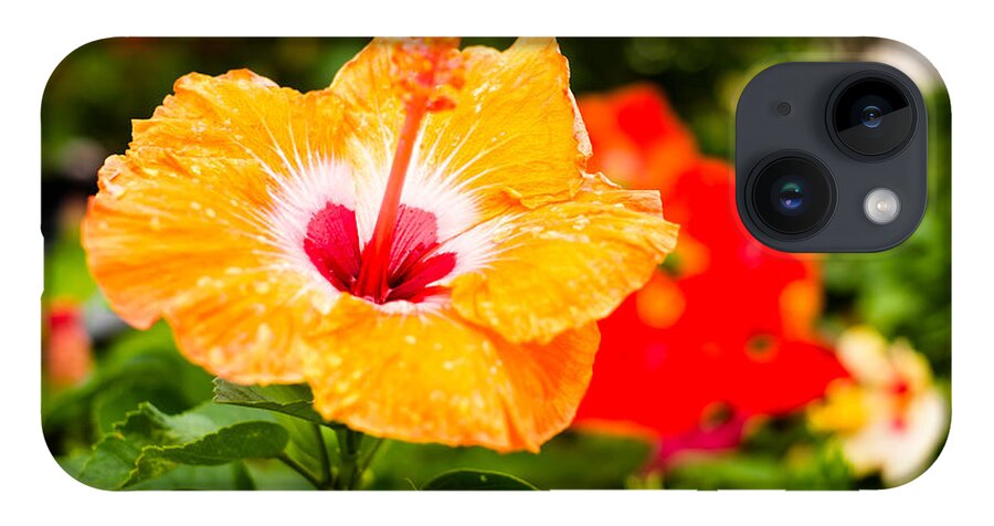 Beautiful iPhone 14 Case featuring the photograph Beautiful Hibiscus by Raul Rodriguez