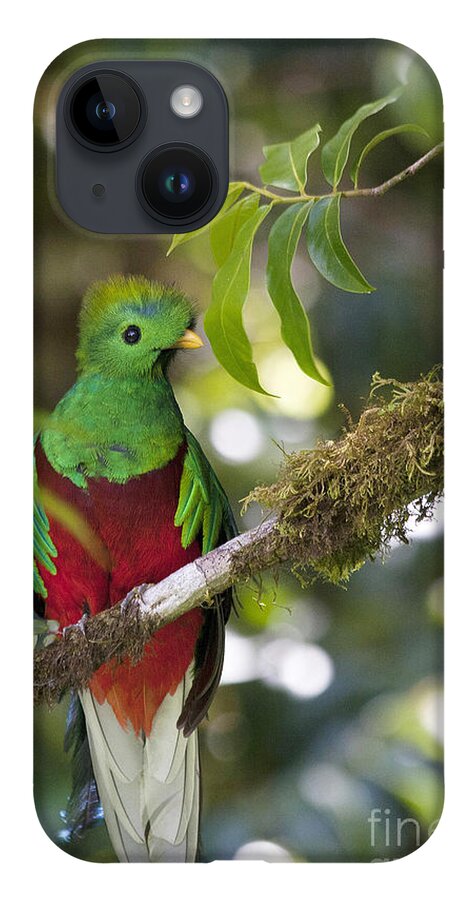 Bird iPhone 14 Case featuring the photograph Beautiful Quetzal 1 by Heiko Koehrer-Wagner