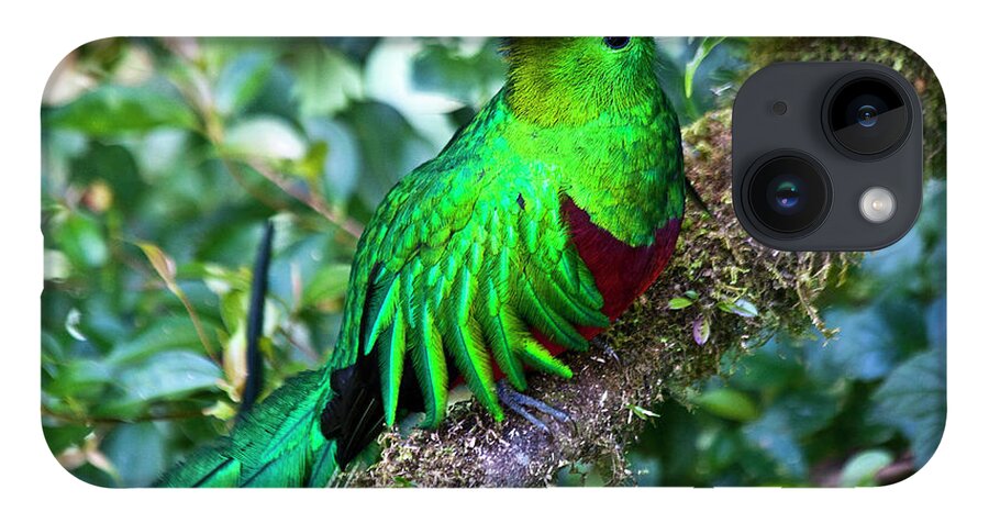 Bird iPhone Case featuring the photograph Beautiful Quetzal 2 by Heiko Koehrer-Wagner