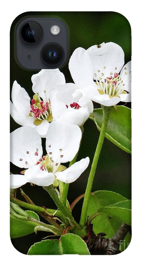 Bloom iPhone Case featuring the photograph Beautiful spring bloom by Karin Ravasio