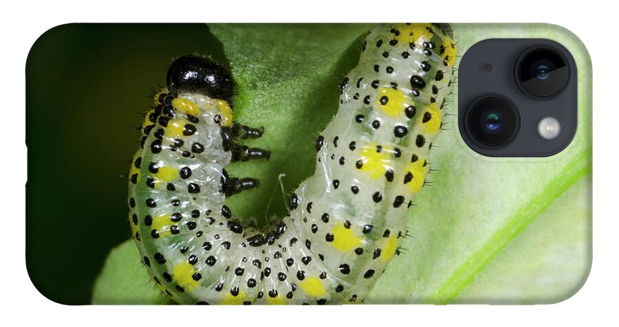 Insect iPhone 14 Case featuring the photograph Berberis Sawfly Larva by Nigel Downer
