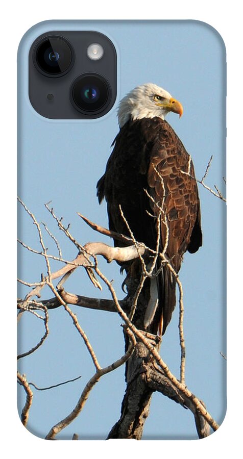 Bald Eagle iPhone 14 Case featuring the photograph Big Horn Bald Eagle by David Armstrong