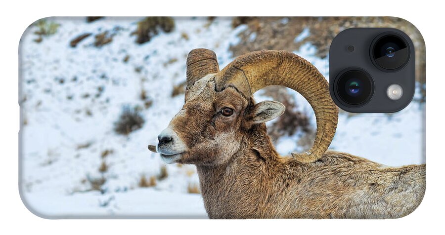 Bighorns iPhone 14 Case featuring the photograph Bighorn Sheep by David Armstrong