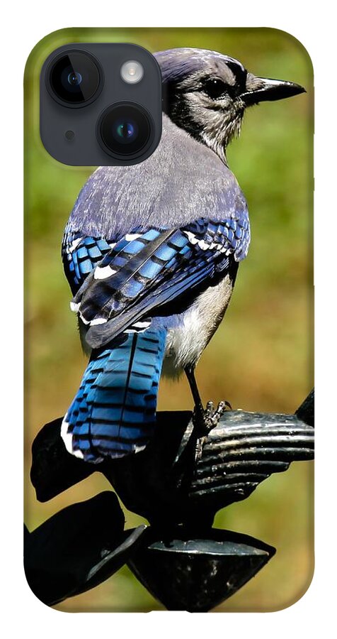 Bluejay iPhone Case featuring the photograph Bird on a bird by Robert L Jackson