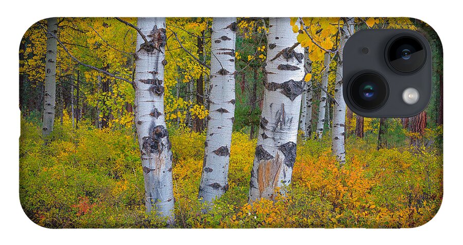 Aspens iPhone 14 Case featuring the photograph Black Butte Aspens by Greg Waddell