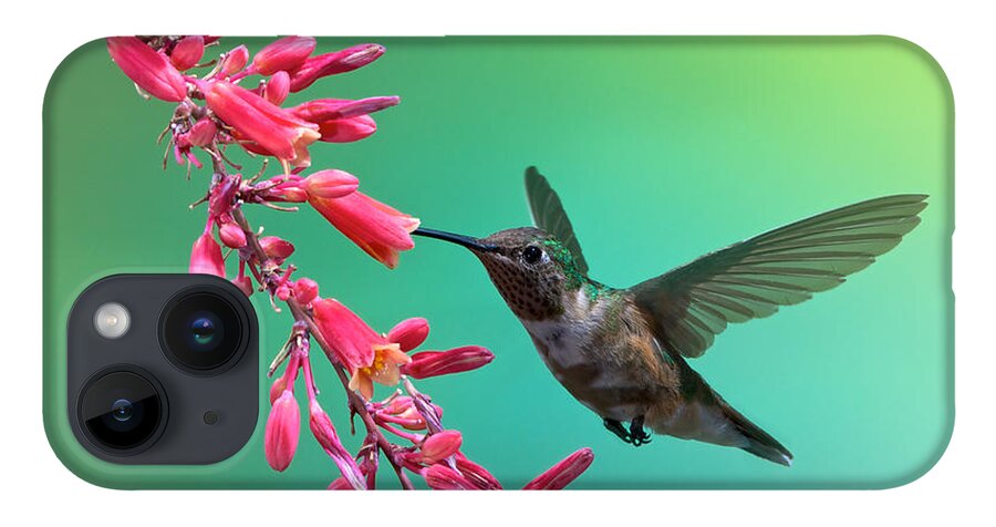 Archilochus Alexandri iPhone Case featuring the photograph Black Chinned Hummingbird by Mary Lee Dereske
