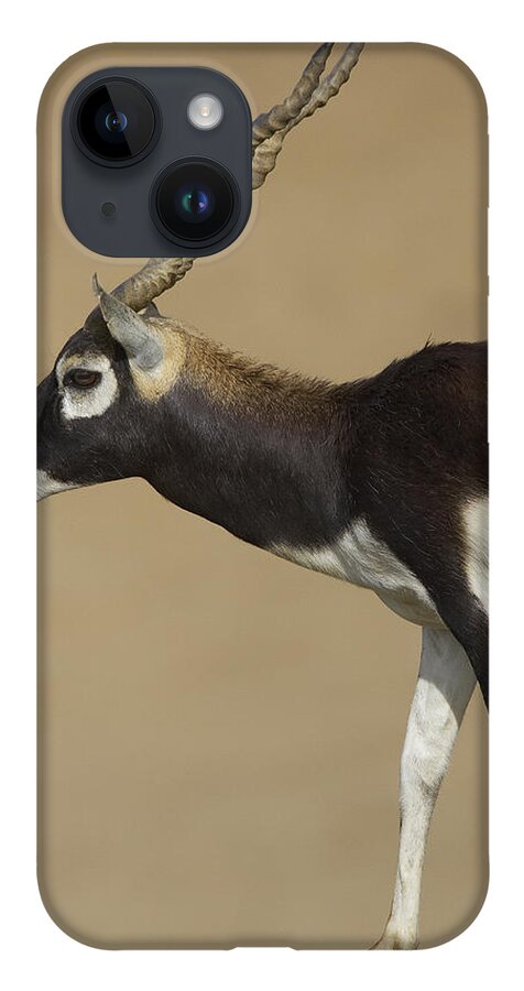 Feb0514 iPhone 14 Case featuring the photograph Blackbuck Adult by San Diego Zoo