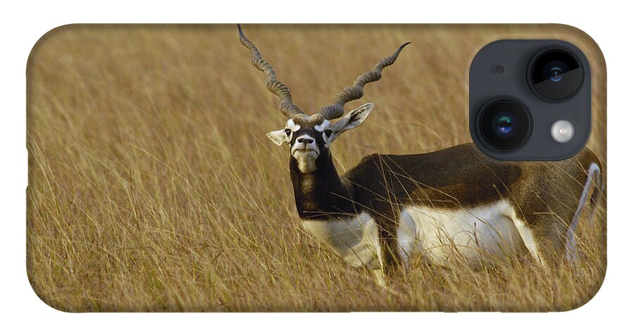 Feb0514 iPhone 14 Case featuring the photograph Blackbuck Male Gujarat India by Pete Oxford