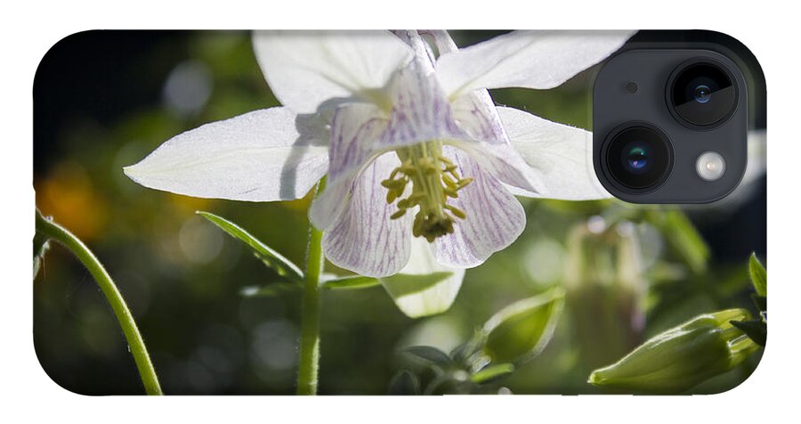 Columbine iPhone Case featuring the photograph Blooming Columbine by Brad Marzolf Photography