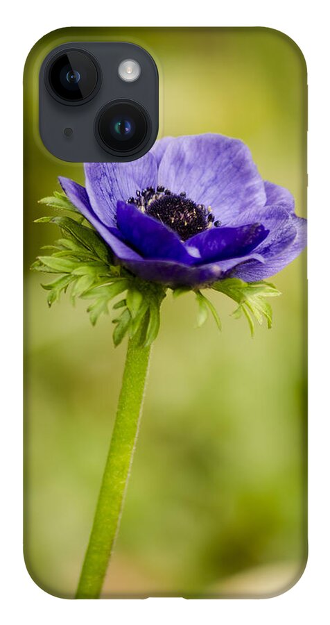 Blue iPhone Case featuring the photograph Blue Anemone by Spikey Mouse Photography