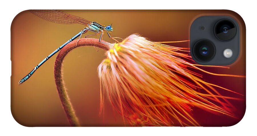 Close Up iPhone 14 Case featuring the photograph Blue dragonfly on a dry flower by Jaroslaw Blaminsky