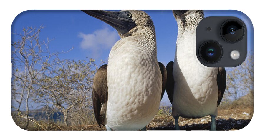 Feb0514 iPhone 14 Case featuring the photograph Blue-footed Booby Courting Couple by Tui De Roy