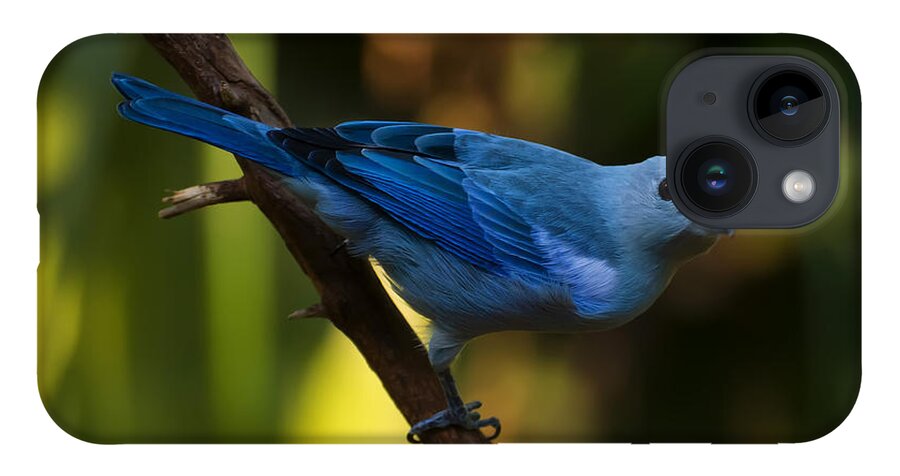 Bird iPhone 14 Case featuring the photograph Blue Grey Tanager by Flees Photos