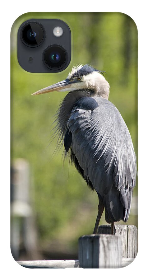 Heron iPhone 14 Case featuring the photograph Blue Heron by David Armstrong
