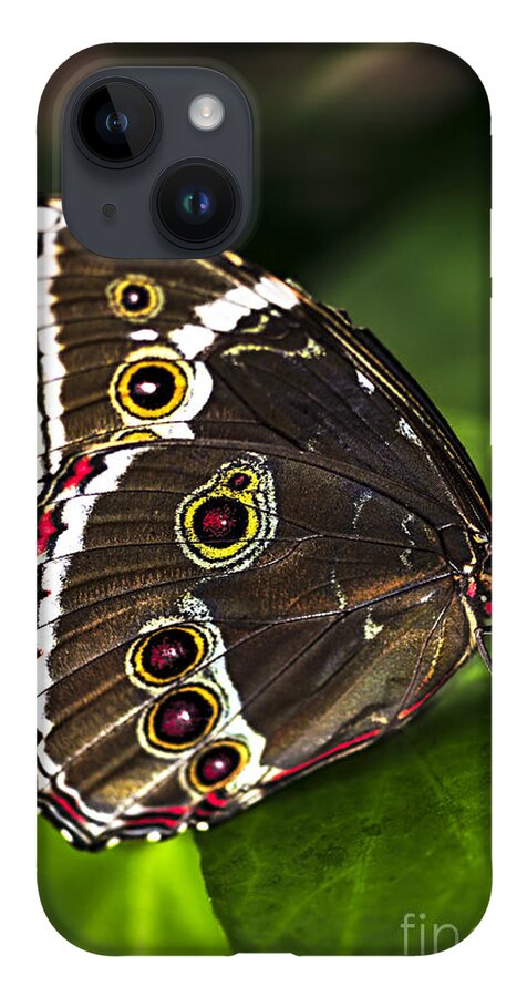 Butterfly iPhone 14 Case featuring the photograph Blue Morpho Butterfly by Elena Elisseeva