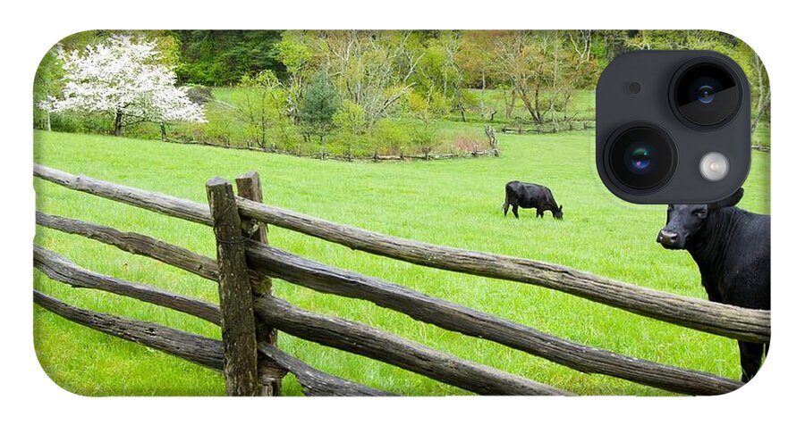 Cows iPhone 14 Case featuring the photograph Blue Ridge Parkway Cows by John Harmon