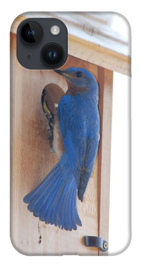 Bird iPhone 14 Case featuring the photograph Bluebird of Happiness by Kenny Glover
