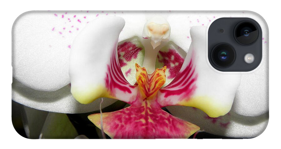 White Orchid iPhone 14 Case featuring the photograph Bold and up Front by Kim Galluzzo