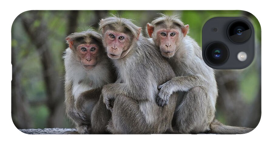 Thomas Marent iPhone Case featuring the photograph Bonnet Macaque Trio Huddling India by Thomas Marent