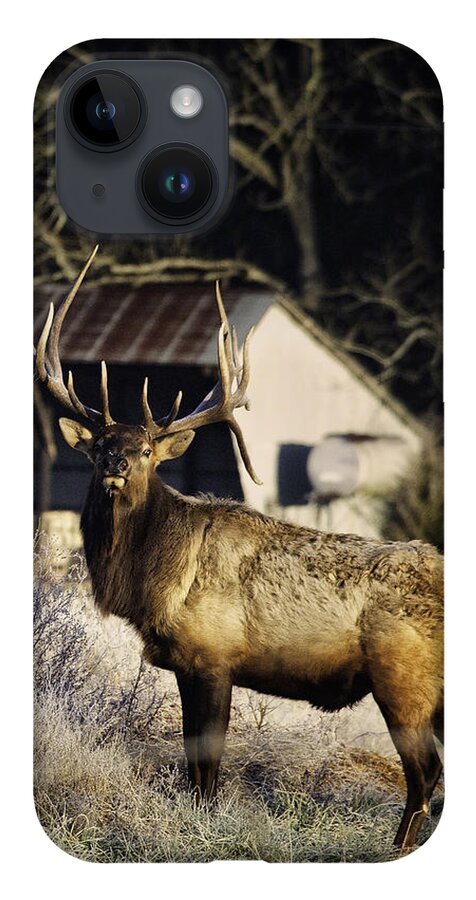 Bull Elk iPhone 14 Case featuring the photograph Boxley Stud Post-Rut by Michael Dougherty