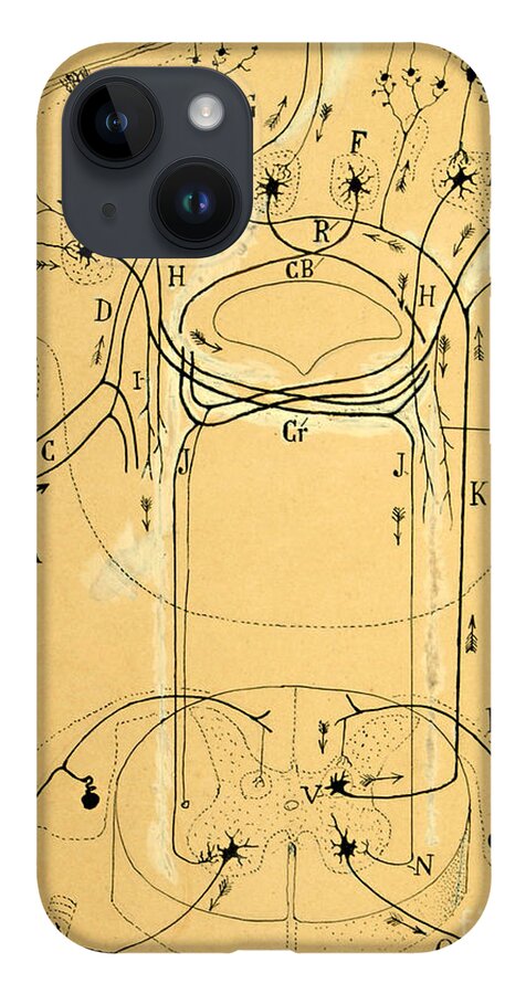 Vestibular Connections iPhone 14 Case featuring the drawing Brain Vestibular Sensor Connections by Cajal 1899 by Science Source