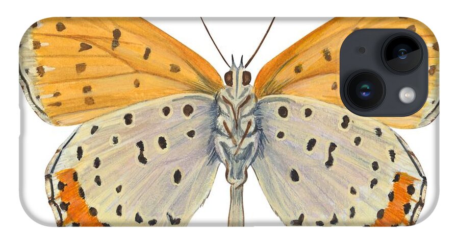 Zoology; No People; Horizontal; Close-up; Full Length; White Background; One Animal; Animal Themes; Nature; Wildlife; Symmetry; Fragility; Wing; Animal Pattern; Antenna; Entomology; Illustration And Painting; Spotted; Yellow; Bronze iPhone 14 Case featuring the drawing Bronze copper butterfly by Anonymous