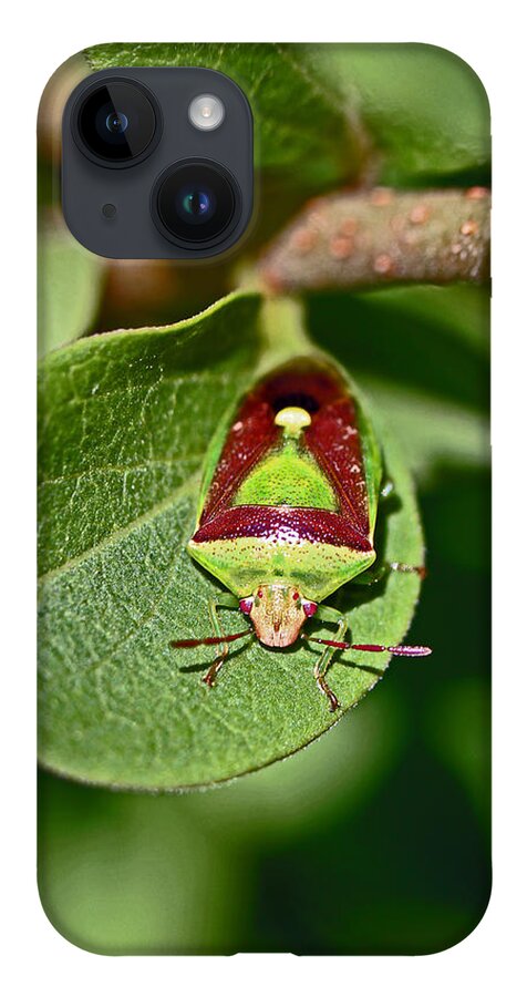 Insects iPhone 14 Case featuring the photograph Martini Glass by Jennifer Robin