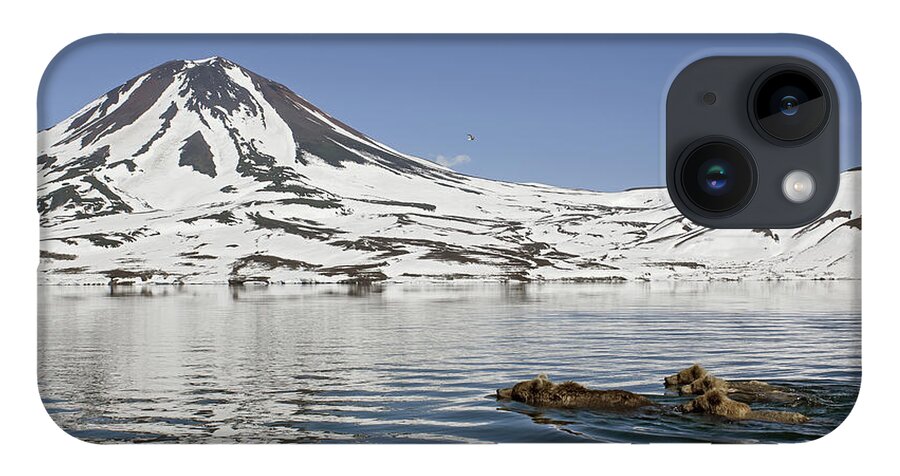 Feb0514 iPhone 14 Case featuring the photograph Brown Bear And Cubs Swimming Kamchatka by Sergey Gorshkov
