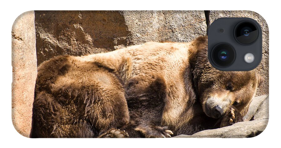 Brown Bear iPhone 14 Case featuring the photograph Brown bear asleep again by Flees Photos