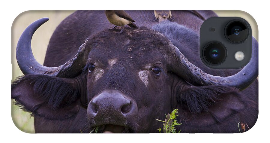 Buffalo iPhone 14 Case featuring the photograph Buffalo Eating by Jennifer Ludlum