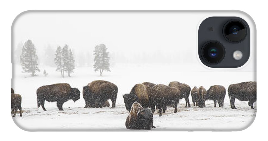 Yellowstone iPhone 14 Case featuring the photograph Buffalo Herd in Snow by Bill Cubitt