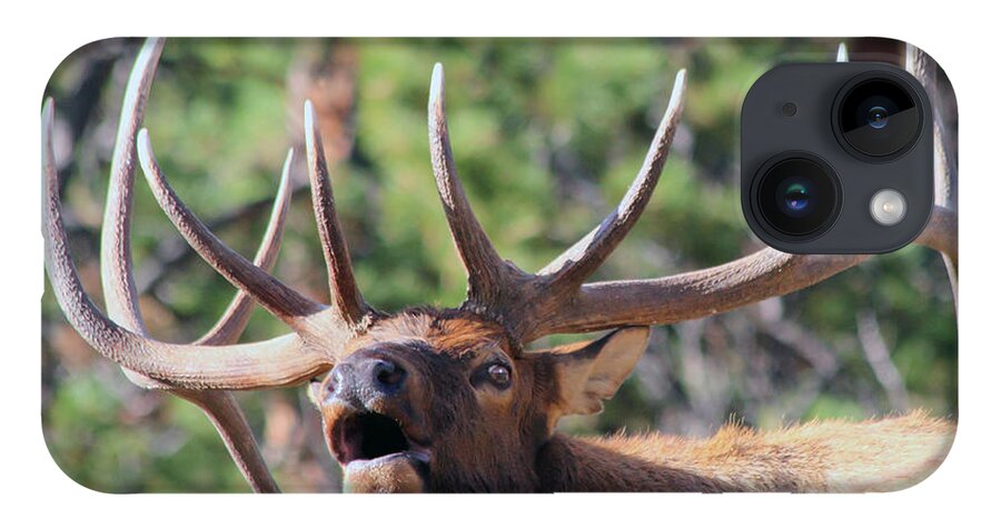 Elk iPhone 14 Case featuring the photograph Bugling Bull by Shane Bechler