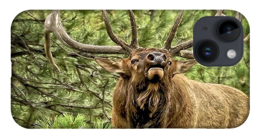 Bull Elk iPhone Case featuring the photograph Bugling Bull Elk II by Ron White