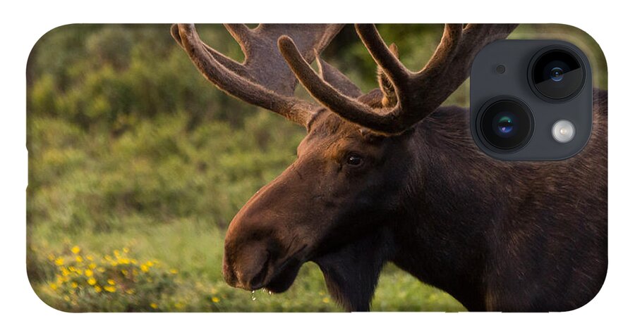 Moose iPhone 14 Case featuring the photograph Bull Moose at Sunrise by Tony Hake