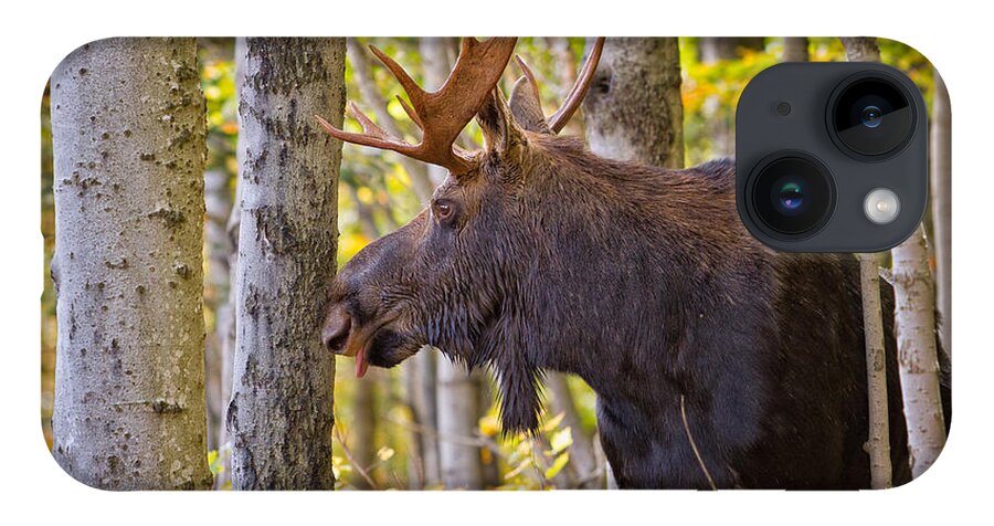 Alces Alces iPhone 14 Case featuring the photograph Bull Moose In The Birches by Jeff Sinon