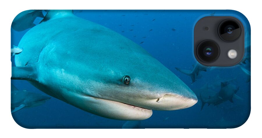 Pete Oxford iPhone 14 Case featuring the photograph Bull Sharks In Beqa Lagoon Viti Levu by Pete Oxford