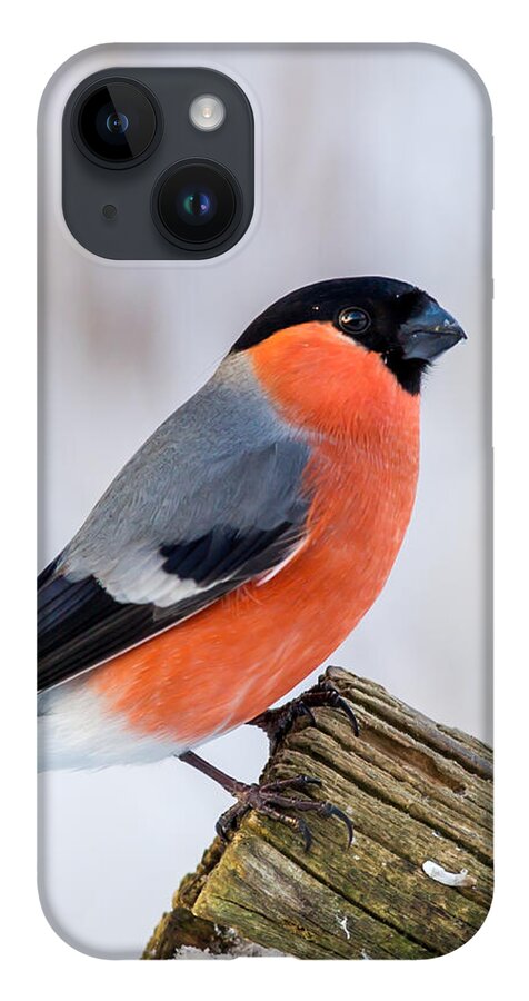 Bullfinch On The Edge iPhone 14 Case featuring the photograph Bullfinch on the Edge by Torbjorn Swenelius
