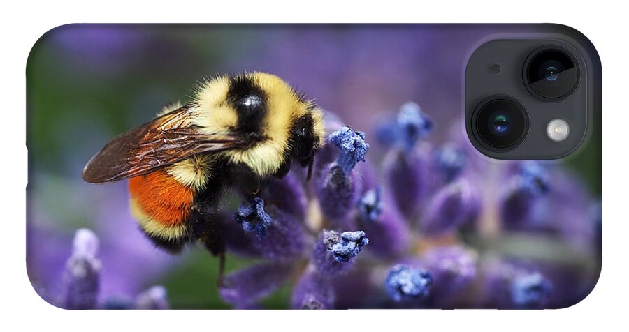 Bee iPhone 14 Case featuring the photograph Bumblebee on Lavender by Rona Black