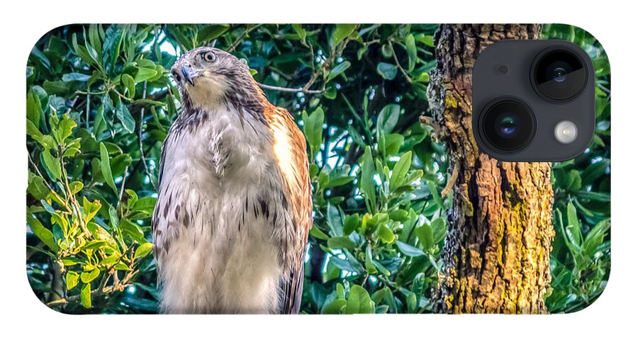 Alert iPhone Case featuring the photograph Buteo jamaicensis on Quercus virginiana by Traveler's Pics