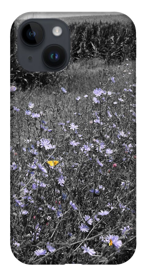 Unique iPhone 14 Case featuring the photograph Butterflies on Chicory by Dylan Punke